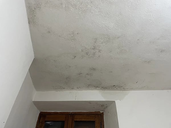 Mouldy wall