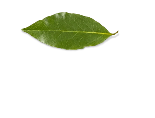 Bay Leaves
