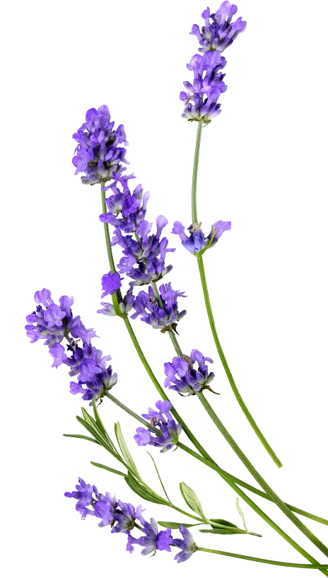 Lavender