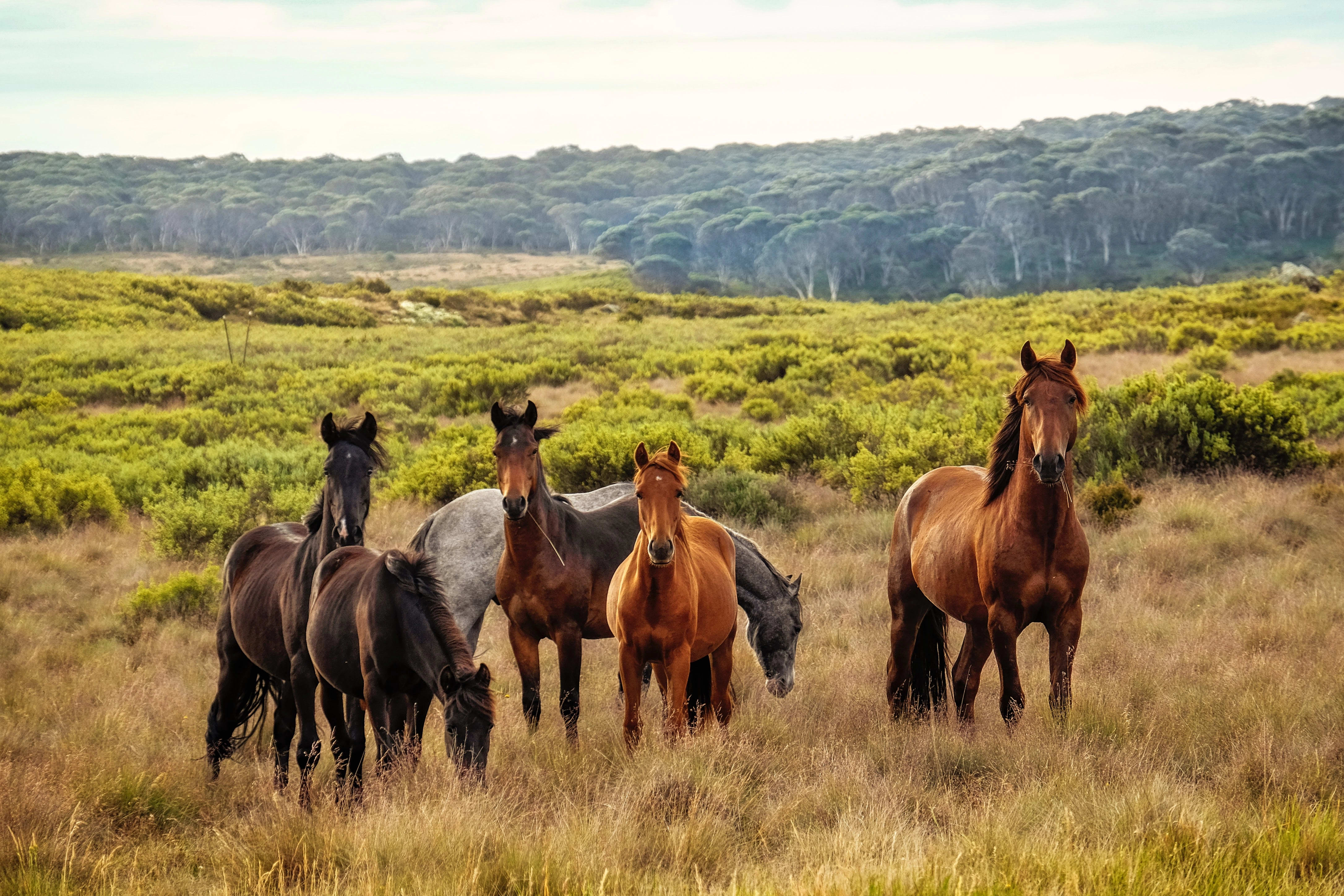 Can you feed New Forest Ponies?