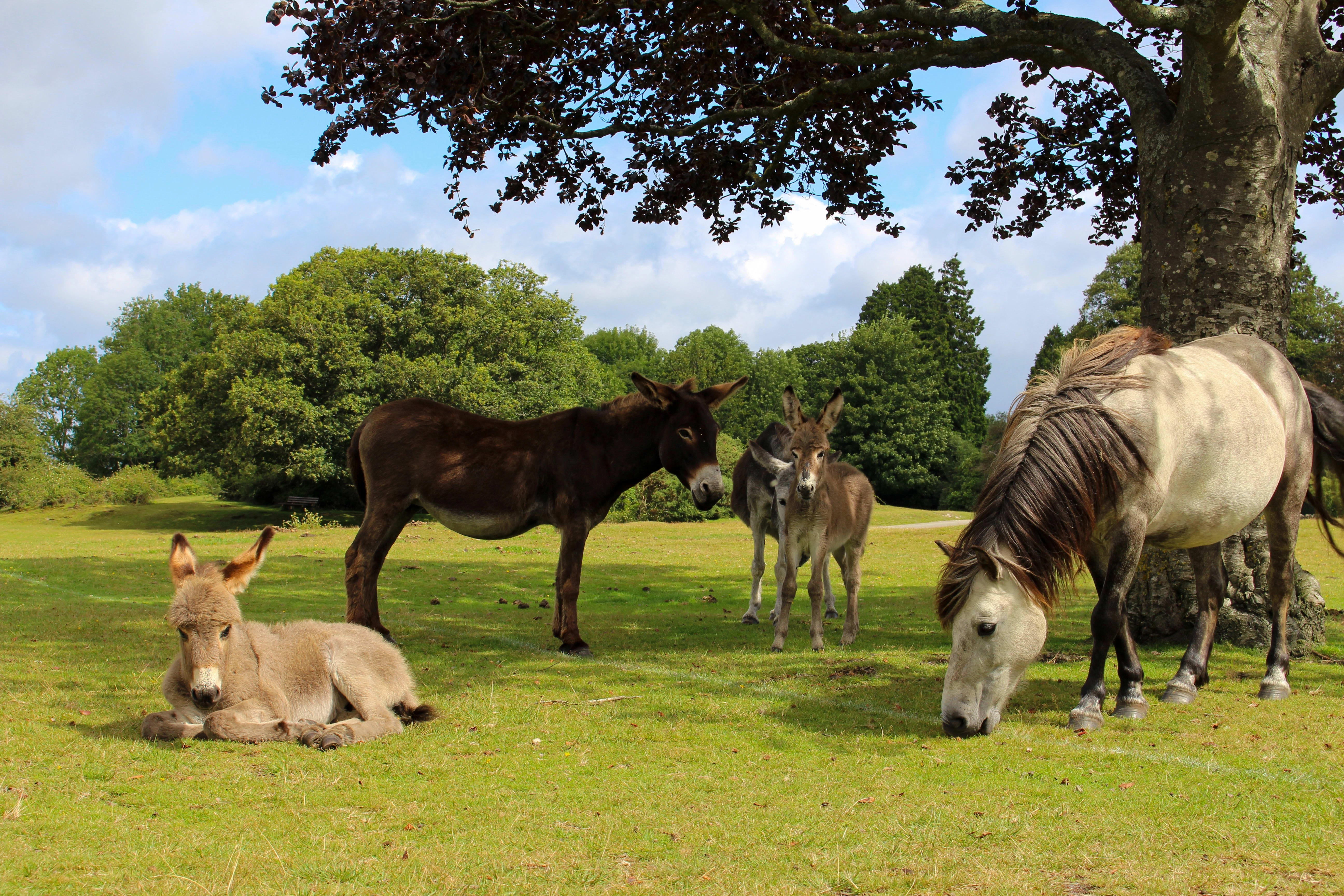 How big is the New Forest?