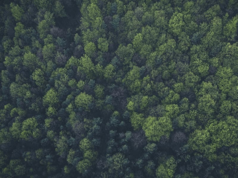 Ecosia: Is this the the End for Google?