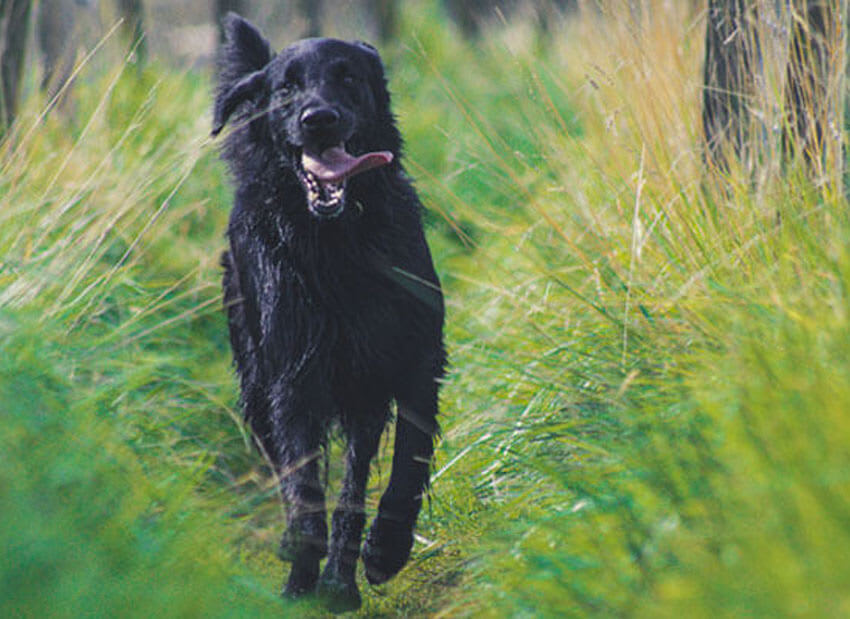 Four Paws Dog Training List Image